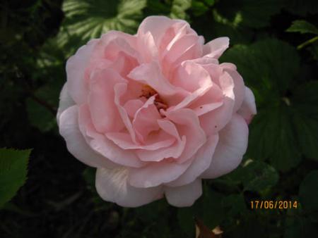 gallery_71323_5742_28425.jpg