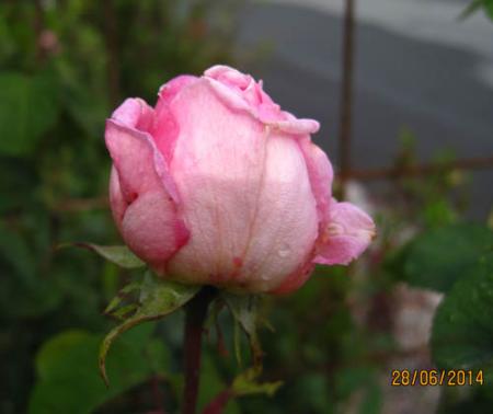 gallery_71323_5742_37127.jpg