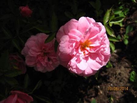 gallery_71323_5742_40574.jpg