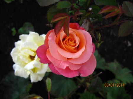 gallery_71323_5742_43009.jpg