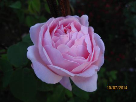 gallery_71323_5742_443.jpg