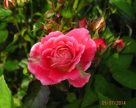 gallery_71323_5742_46462.jpg