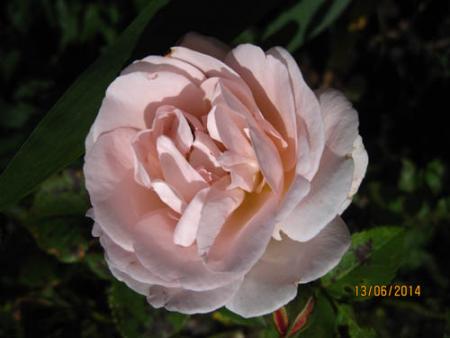 gallery_71323_5742_47129.jpg