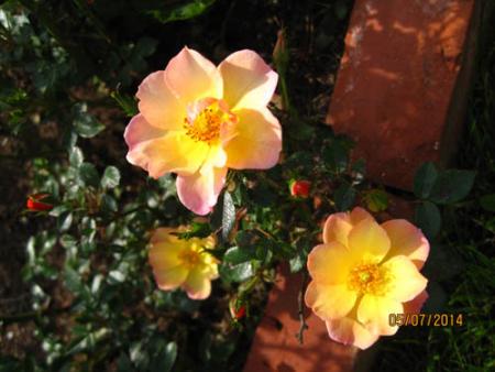 gallery_71323_5742_49584.jpg