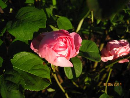 gallery_71323_5742_53629.jpg