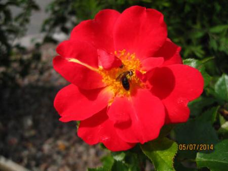 gallery_71323_5742_5535.jpg