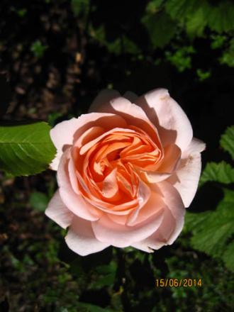 gallery_71323_5742_6119.jpg