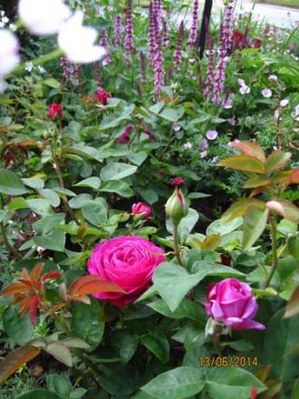 gallery_71323_5742_63653.jpg