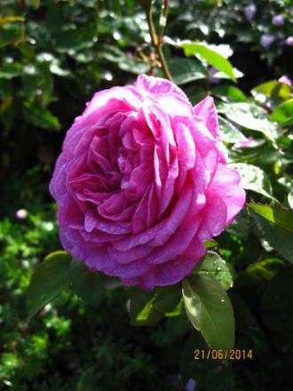 gallery_71323_5742_67914.jpg