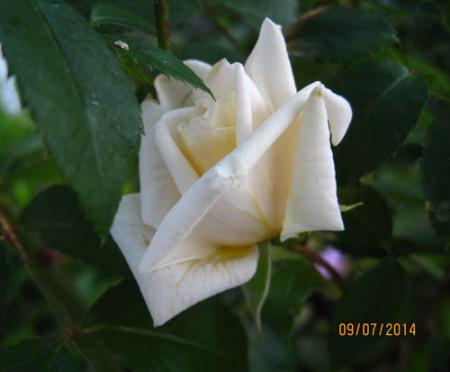 gallery_71323_5742_8815.jpg
