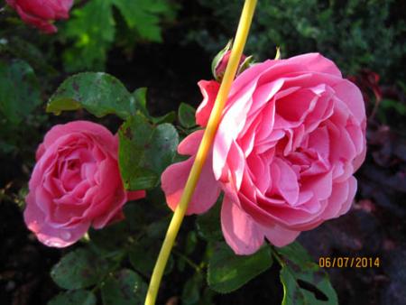 gallery_71323_5742_8929.jpg