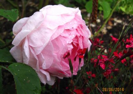 gallery_71323_5742_9539.jpg