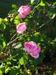 tn_gallery_71323_5742_19865.jpg