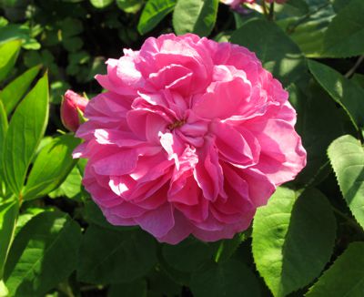 gallery_276_1650_39213.jpg