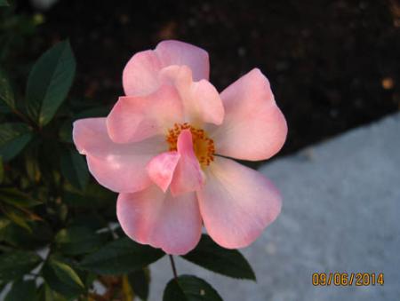 gallery_71323_5742_10998.jpg