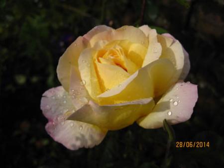 gallery_71323_5742_11375.jpg