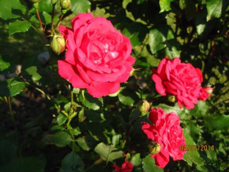 gallery_71323_5742_11380.jpg