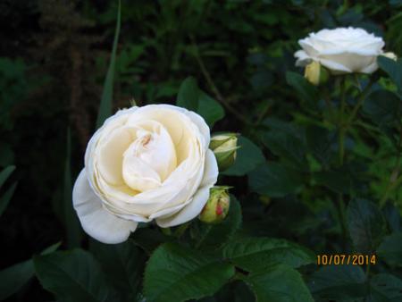 gallery_71323_5742_11480.jpg