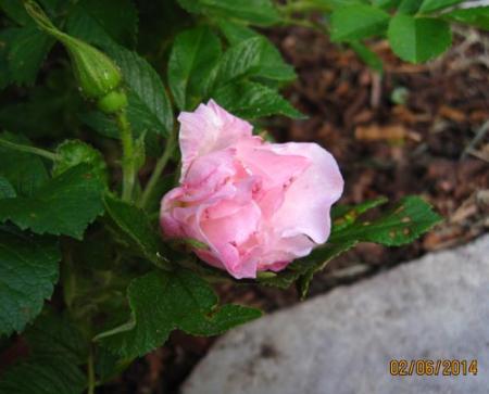 gallery_71323_5742_13052.jpg