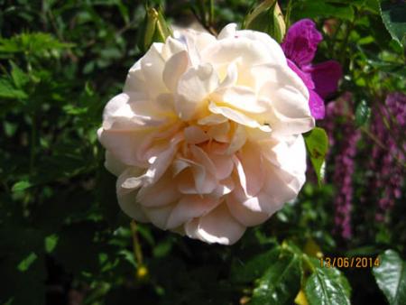 gallery_71323_5742_15589.jpg