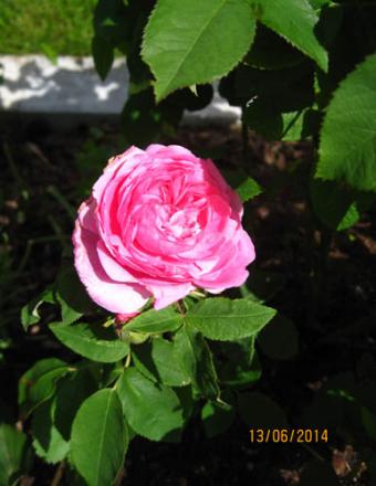 gallery_71323_5742_22675.jpg