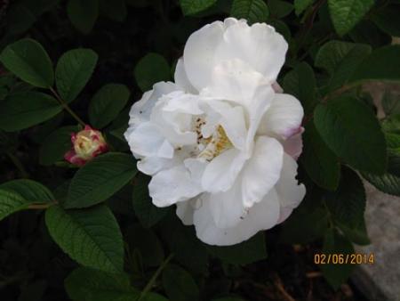 gallery_71323_5742_24065.jpg