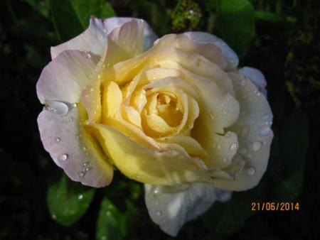 gallery_71323_5742_28327.jpg