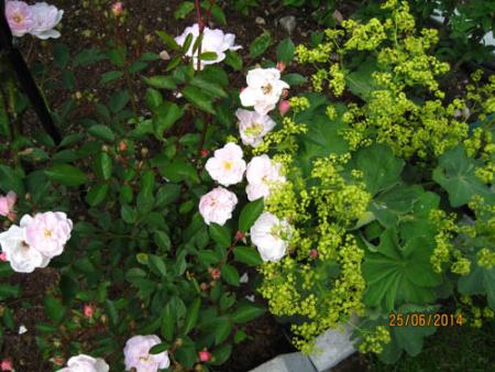 gallery_71323_5742_30734.jpg