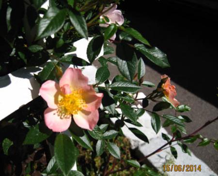 gallery_71323_5742_32662.jpg