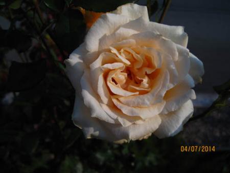 gallery_71323_5742_39453.jpg
