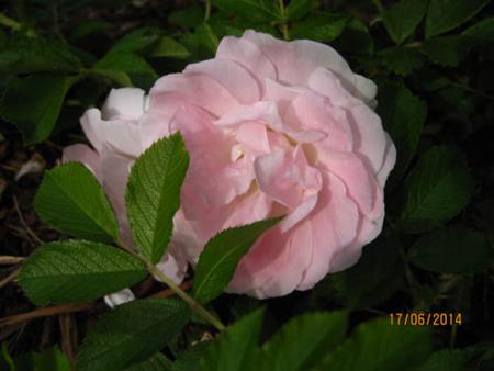 gallery_71323_5742_39686.jpg