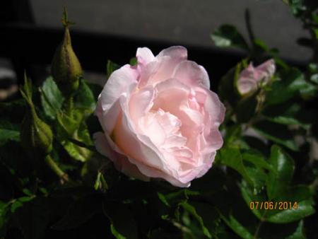 gallery_71323_5742_40508.jpg