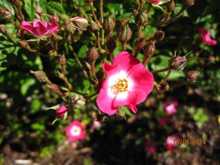 gallery_71323_5742_42170.jpg