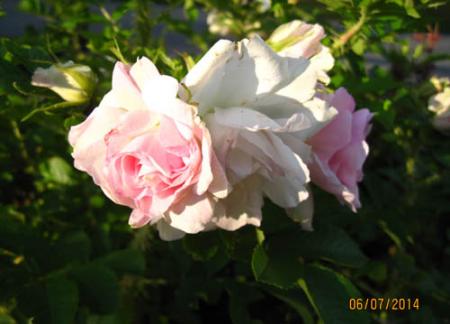 gallery_71323_5742_47432.jpg