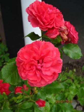 gallery_71323_5742_55600.jpg