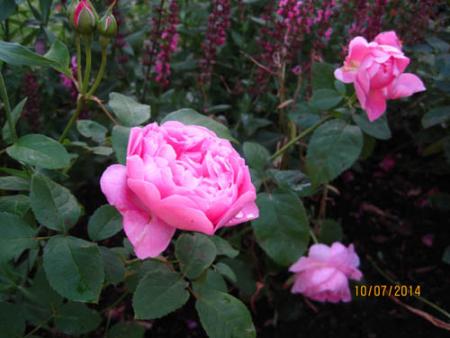 gallery_71323_5742_58884.jpg
