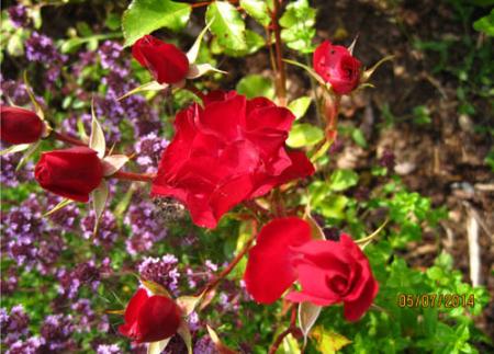 gallery_71323_5742_76765.jpg
