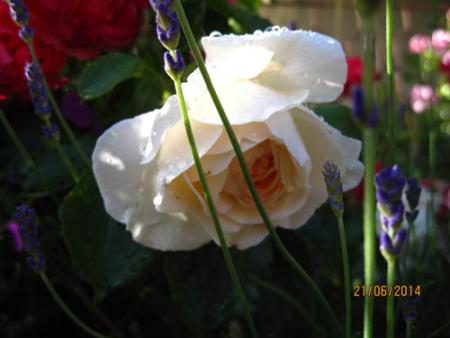 gallery_71323_5742_8755.jpg