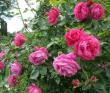 tn_gallery_276_1250_1442.jpg