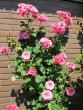 tn_gallery_276_1250_31281.jpg