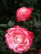 tn_gallery_71323_5742_19903.jpg