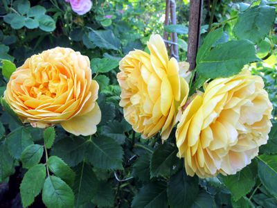 gallery_276_1247_31760.jpg