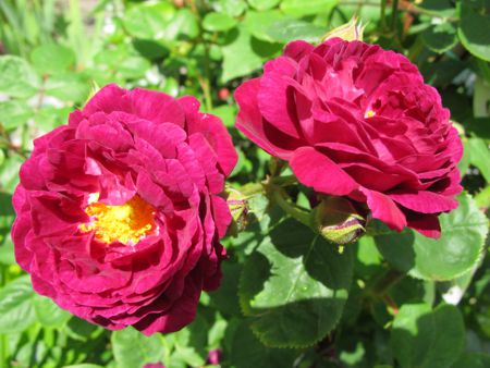 gallery_276_1641_19197.jpg