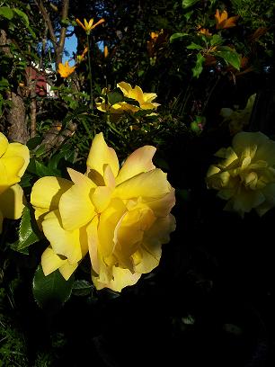 gallery_32730_5762_31325.jpg