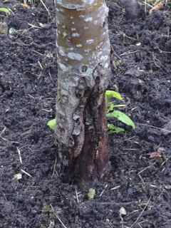 gallery_80454_5746_2274.jpg
