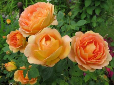 gallery_276_1247_37091.jpg