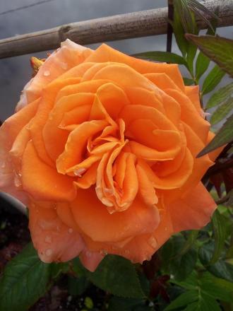gallery_32730_5762_106520.jpg