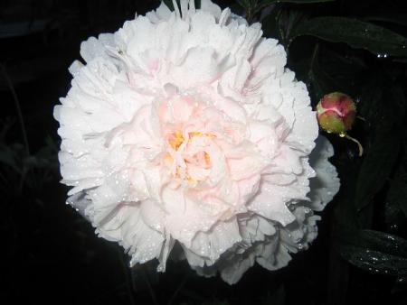 gallery_32730_5762_27922.jpg
