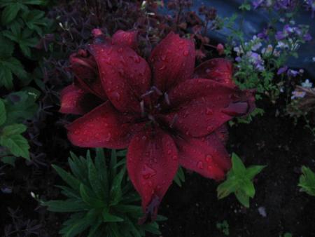 gallery_32730_5762_42945.jpg