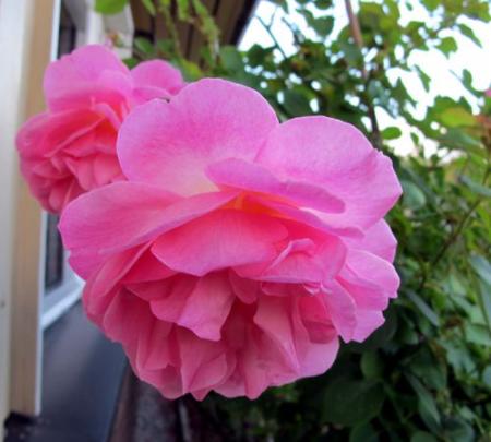 gallery_276_1247_37509.jpg